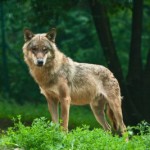 Animal Totem Meditation