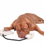 Animal Communication